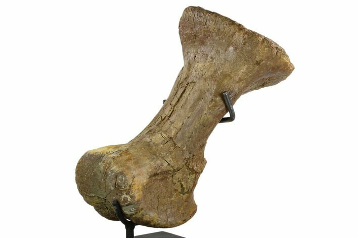 11.4" Triceratops Metatarsal (Foot Bone) - Montana